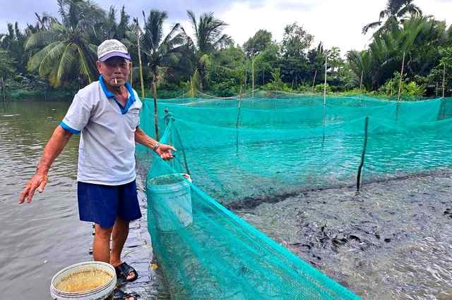 nuôi cá sặc rằn trong vèo