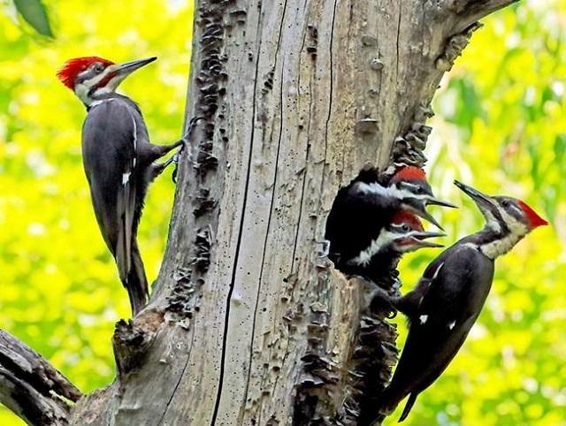chim gõ kiến vào nhà là điềm gì