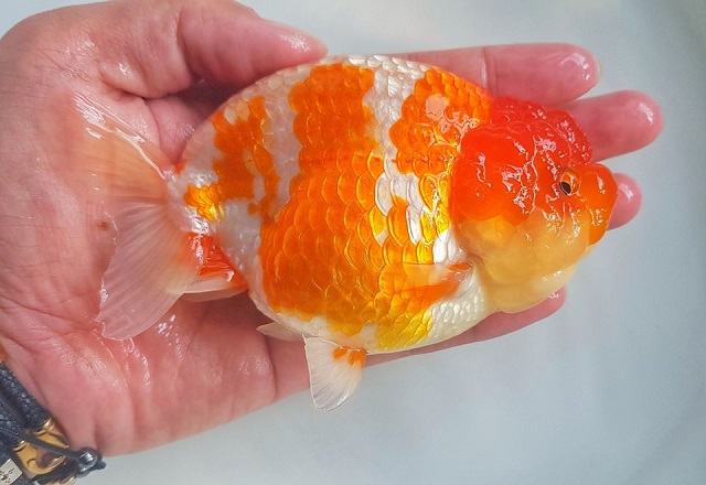 nguyên nhân Cá Ranchu Bị Nấm