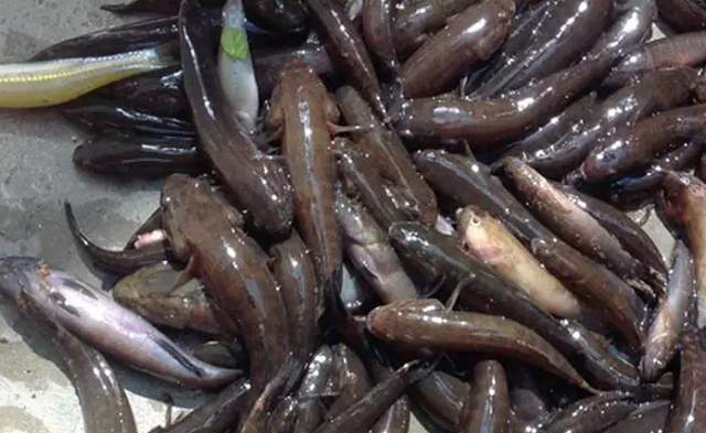 kỹ thuật nuôi cá bống dừa