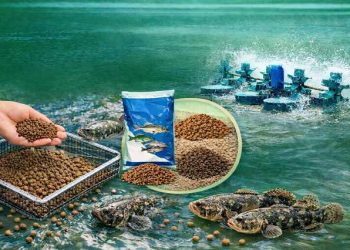 nuôi cá bống tượng bằng thức ăn công nghiệp