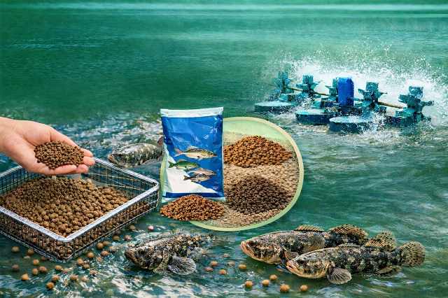nuôi cá bống tượng bằng thức ăn công nghiệp