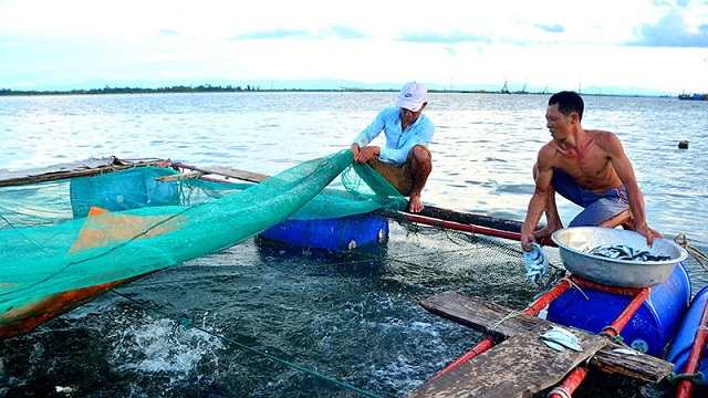 kỹ thuật nuôi cá chẽm