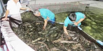 Nuôi cá chình trong bể xi măng