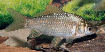 kỹ thuật nuôi cá diếc