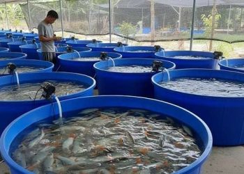 nuôi cá heo nước ngọt