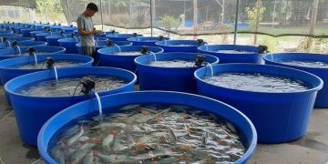nuôi cá heo nước ngọt