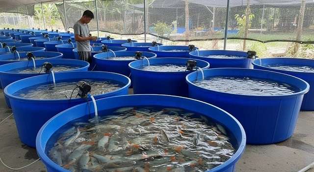 nuôi cá heo nước ngọt