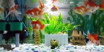 nuôi cá ranchu không cần oxy