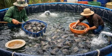 kỹ thuật nuôi cá rô đầu nhím trong bể bạt