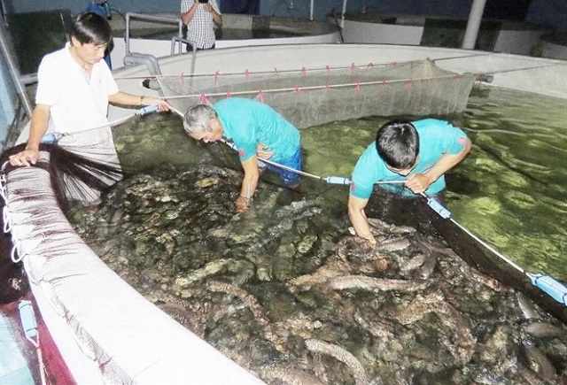 kỹ thuật nuôi cá bống tượng trong bể xi măng
