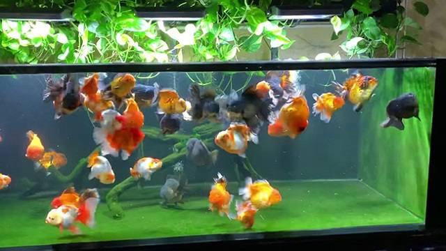 phòng bênh cá ranchu