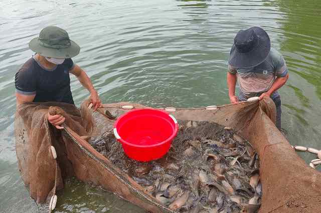 mật độ nuôi cá rô đầu nhím