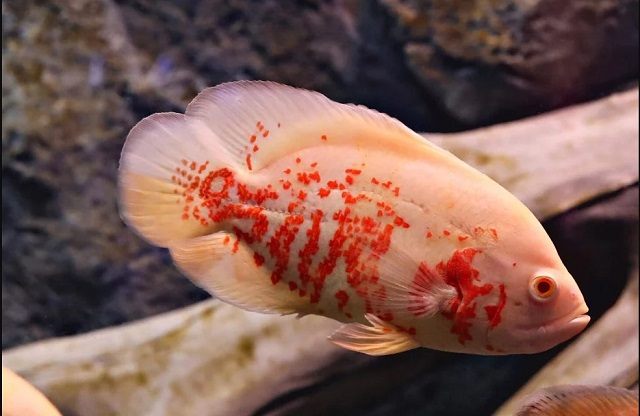 tập tính sinh sản cá tai tượng đỏ