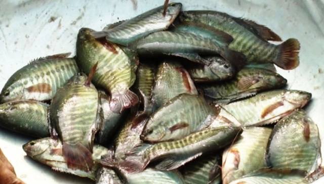 thu hoạch cá sặc rằn