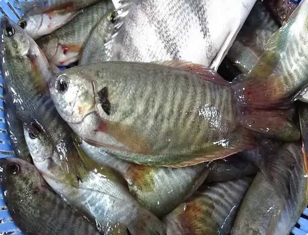 thu hoạch cá sặc rằn