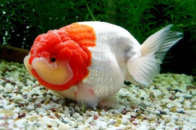 cá vàng ranchu ăn gì