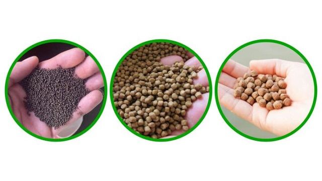 thức ăn cho cá rô đầu nhím