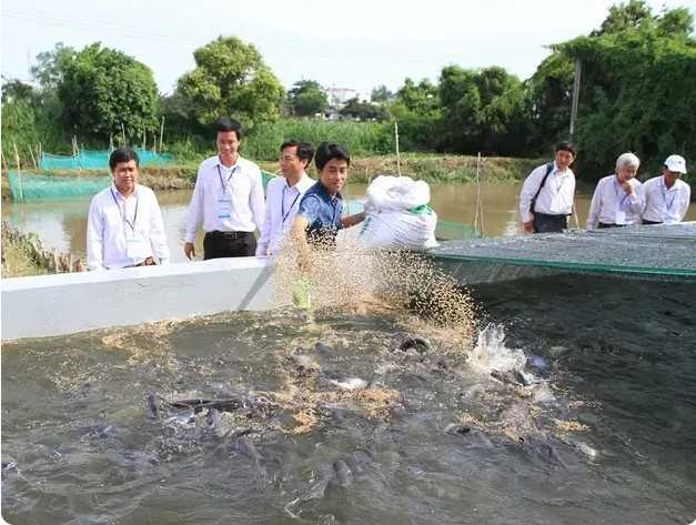 thức ăn cho cá sặc rằn