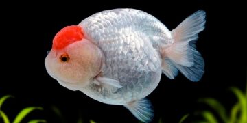 tuổi thọ cá ranchu